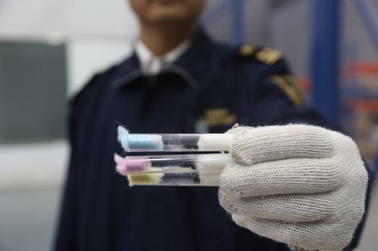 北京海关截获近千只空运进口巨型蚂蚁 |德国进