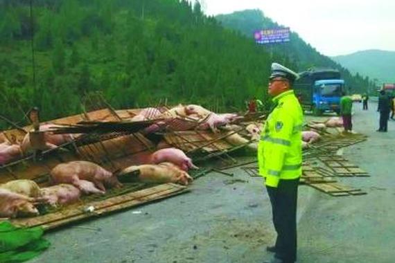 挂拖车高速路侧翻 210头猪仅50多头存活