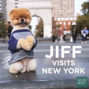 蠢萌的jiff pom