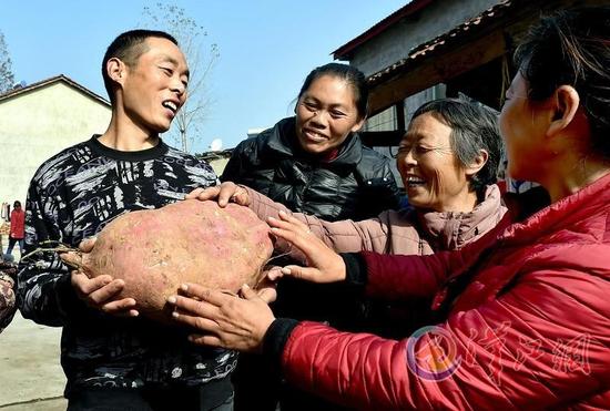 我长了50多岁,没看过这么大的红薯