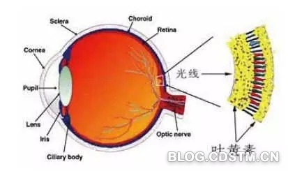 关灯玩手机眼睛的危害 眼睛黄斑色素的定位