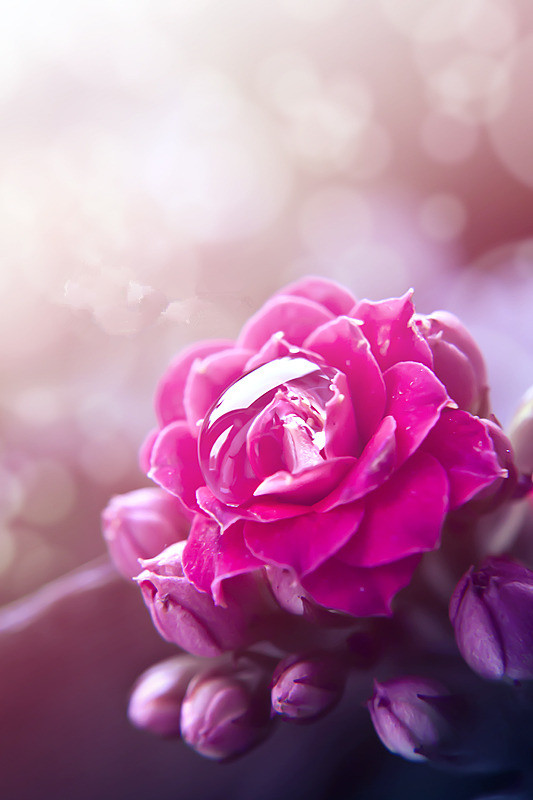 女人如花花似梦 细腻温柔的微距摄影作品_惠州