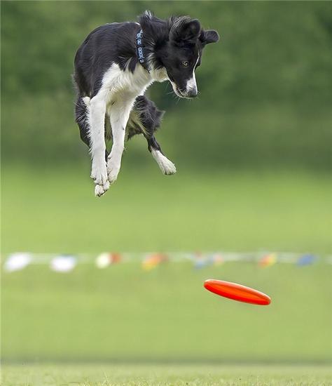 牧羊犬叼飞盘比赛