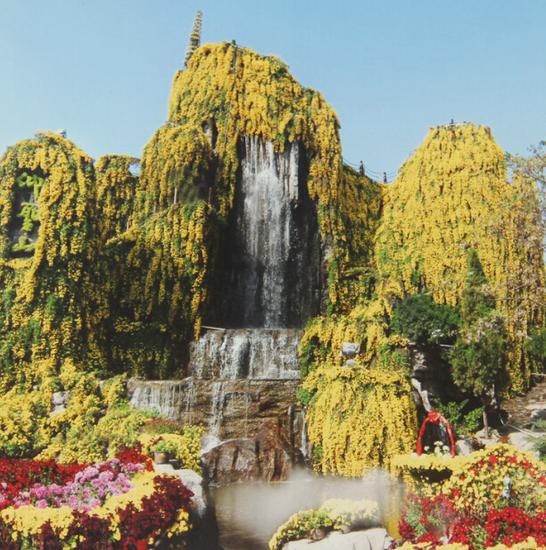 冬寒難敵秋菊綻 古城賞菊入翰園