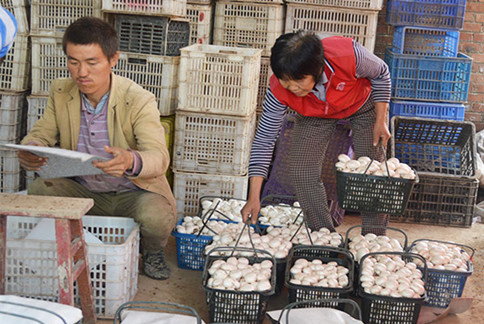 菇农将采摘下的双孢菇装筐以便外销