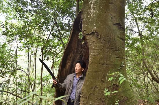 人站在树洞里