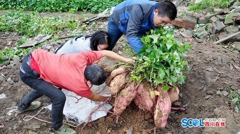 简阳农民种出190斤红苕王