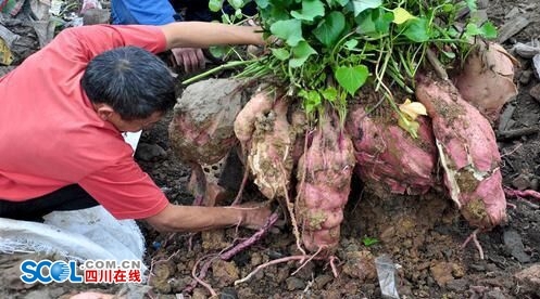简阳农民种出190斤红苕王
