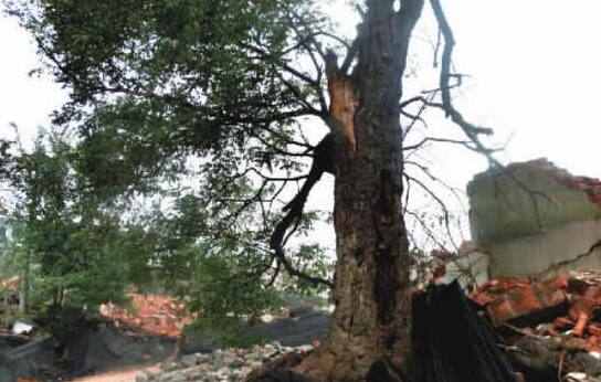 村里的百年老樹