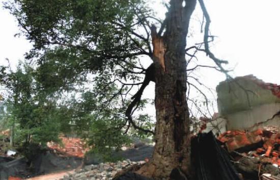 村里的百年老樹