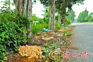大量的柑肉被弃路边。