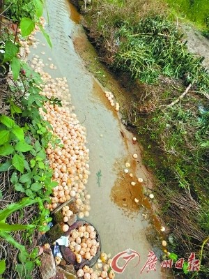 被弃溪流的柑肉或造成污染。