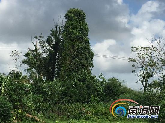 古塔斜了,长满了蔓藤,宛如一棵大树 见习记者 李磊 摄