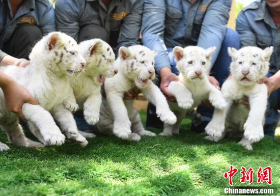 羽毛球运动等级所有人都能考!约上球友一起报名?