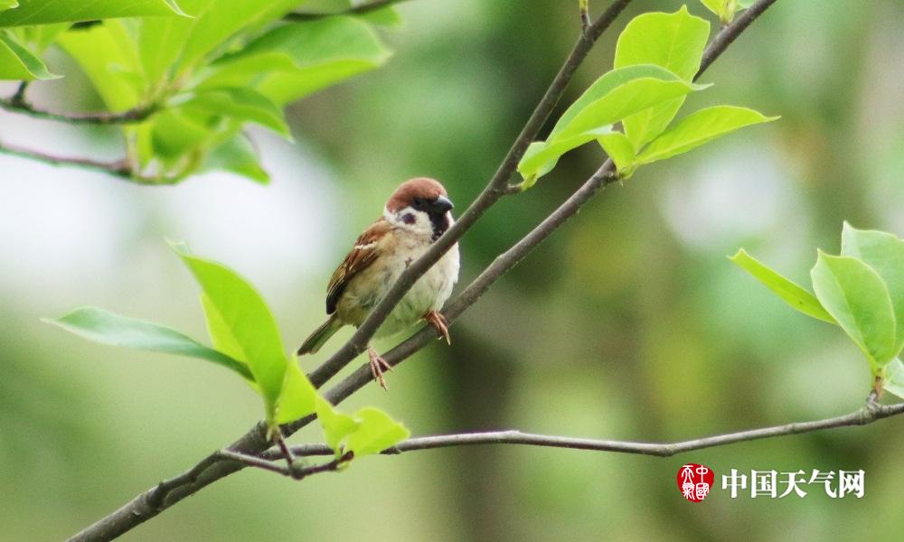 花车巡游、灯光秀……2500场文化活动贯穿世园会