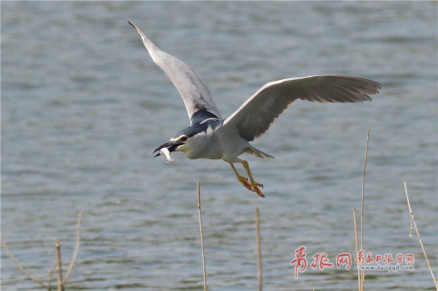 爆冷！胡大师无缘四强！决胜盘2