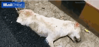 梗概是什么意思啊