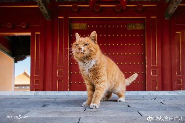 故宫网红猫去世 曾连续6次成功预测世界杯比赛