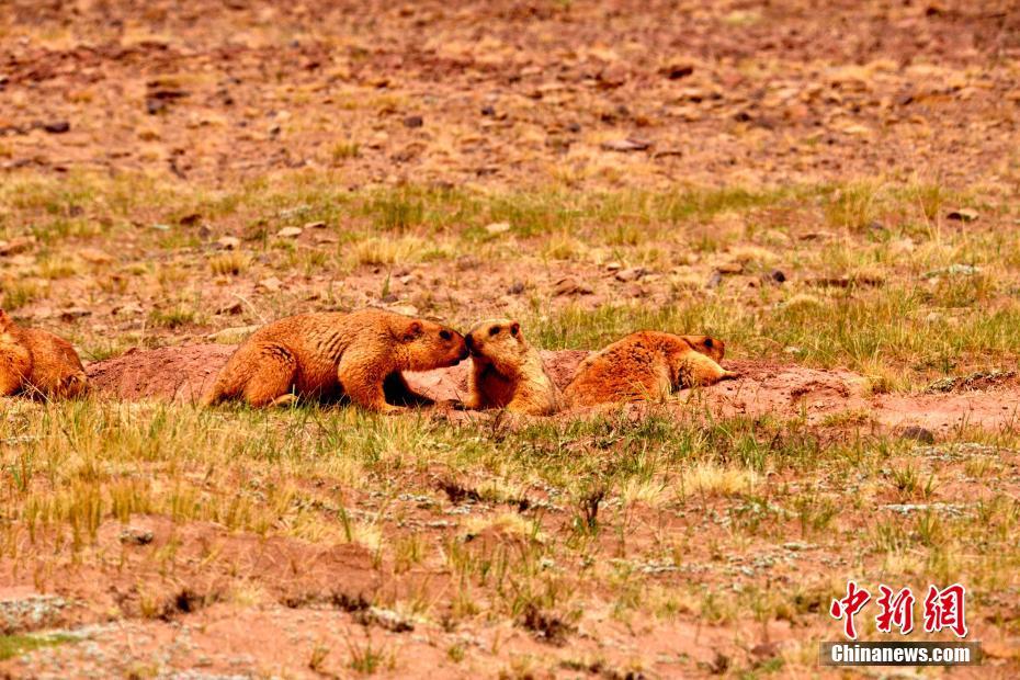 纯牛奶保质期一年正常吗