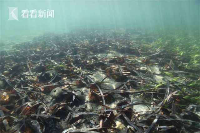 一肖一码免费,公开,详细解答、解释与落实