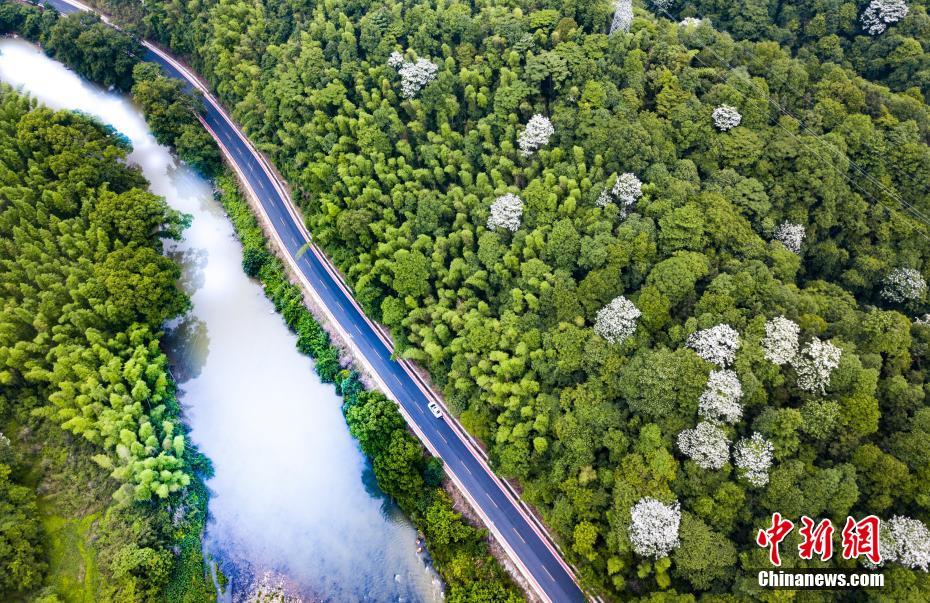 從小白到高手的進階之路：深度解析「膽拖意思」與博弈中的精算美學 