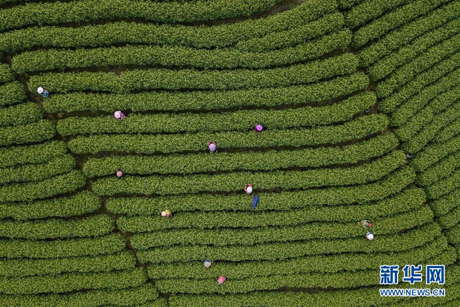 野生葫芦娃是什么梗