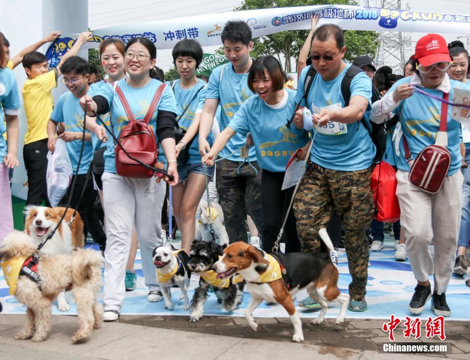 9000元宠物鸡被偷走,找到时已被拔毛准备下锅主人当场崩溃