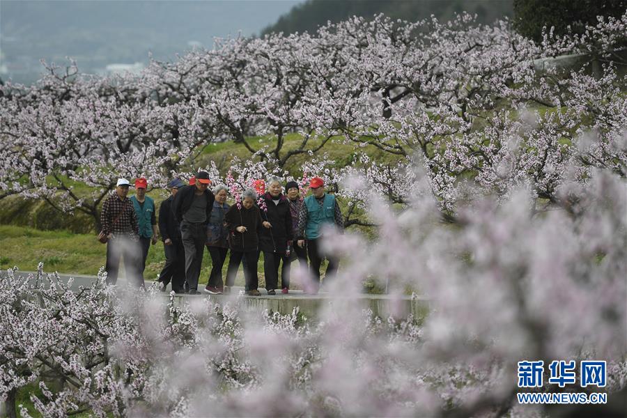 布朗20分三球16+5 波神两双绿军客场大胜黄蜂