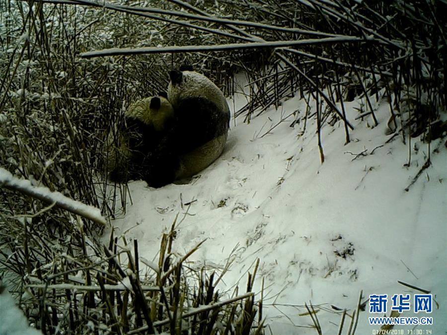 被称为“洗肠草”，现在吃它正合适，益肝又健胃