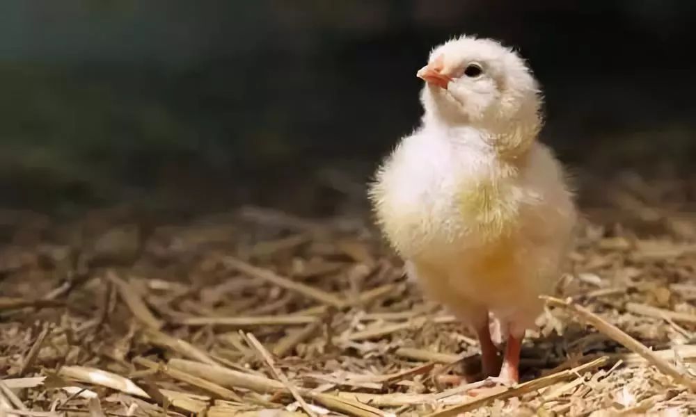 徐晓 | 棉花不是我打的