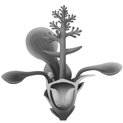 “最古老的花”开在南京,芳龄1.74亿岁