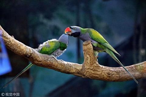 “鹦鹉案”改判两年,拿捏了法治、常识、人情的平衡