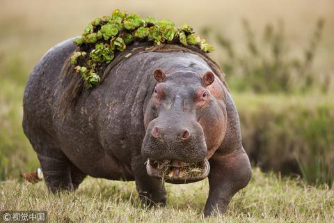 两名六旬中国游客在肯尼亚遭河马袭击 致1死1