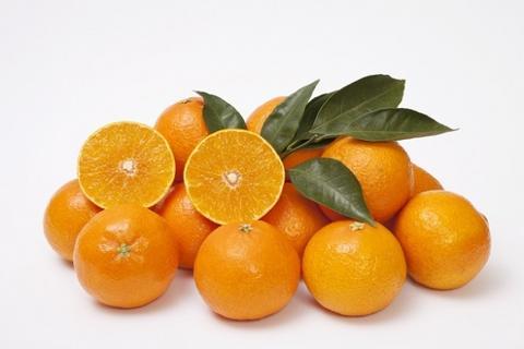资料图：济州柑橘