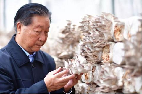 林占熺在查看利用菌草栽培的菌菇