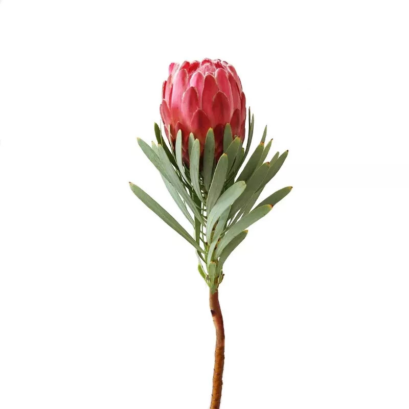 探秘北京最大最便宜的花市市场,从隆冬开到盛