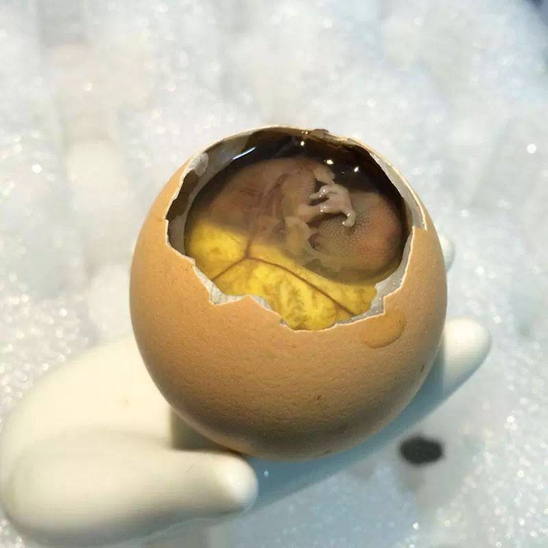 蟹黄汤包活珠子还有盆牛脯,六合特色美食推介