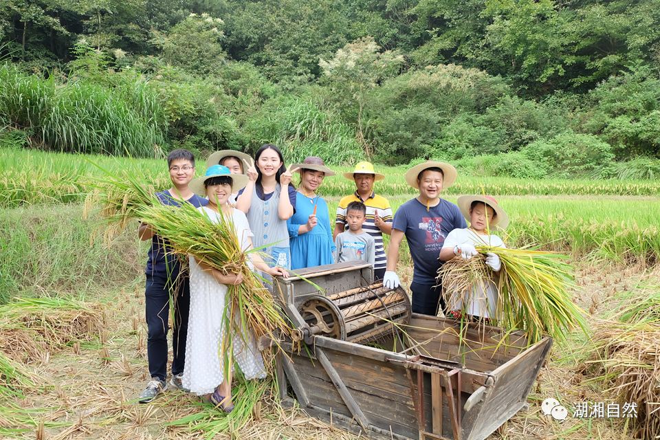 回到童年的稻田——丰收节来了！