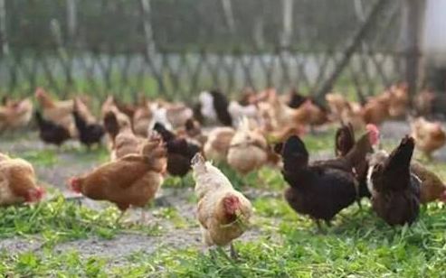 安徽2018全省农业工作会议提到的十大工程讲