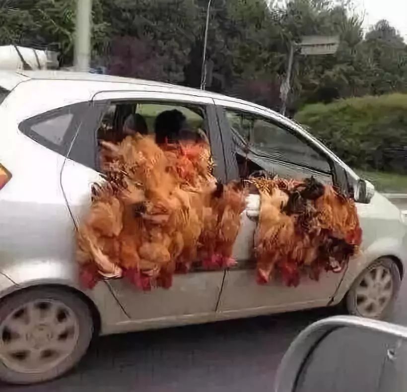拉斯维加斯赌场税,太残忍!菜场贩卖宠物狗 明码标价现场宰杀