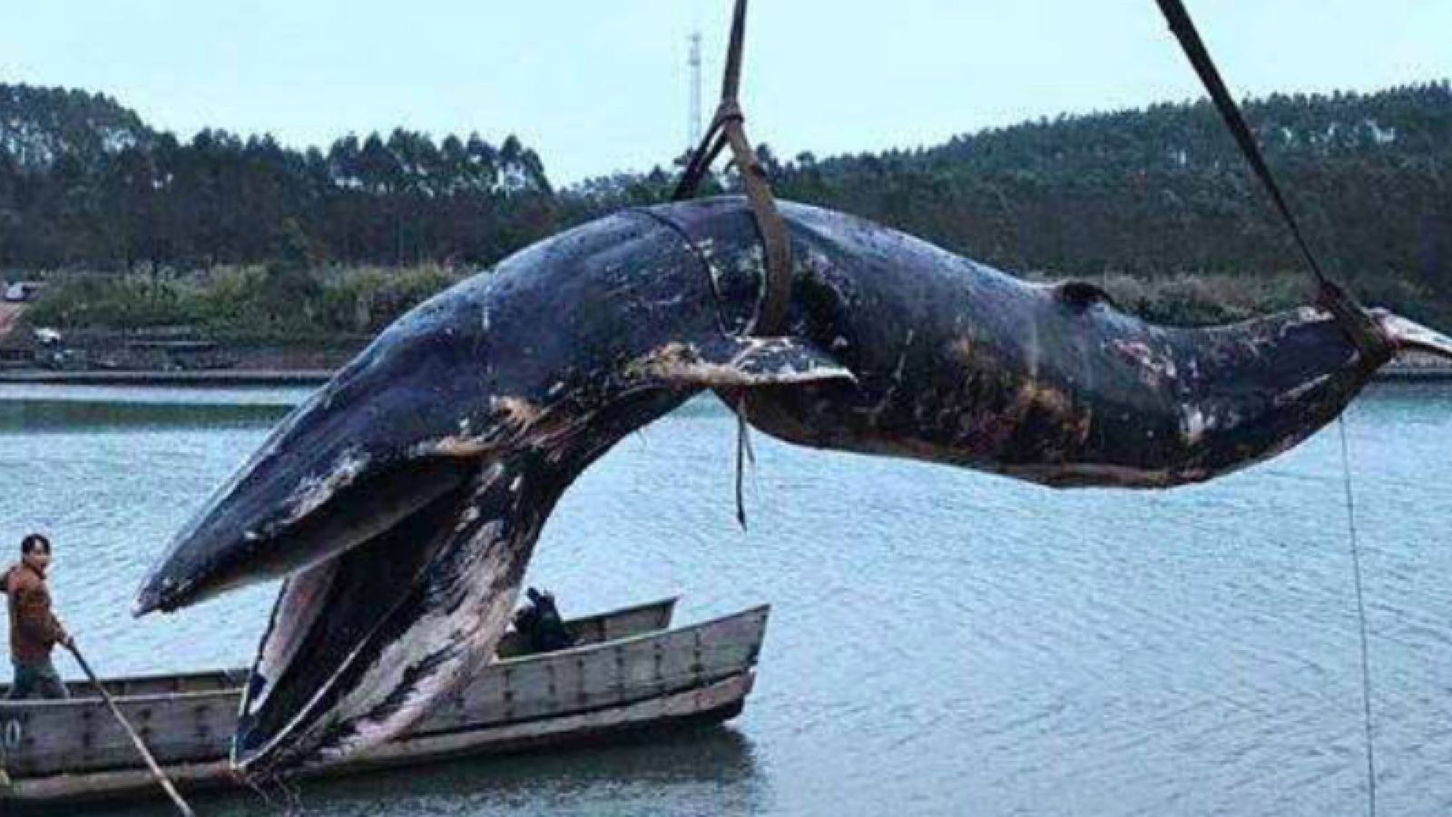 Dead Whales Make for an Underwater Feast | Audubon