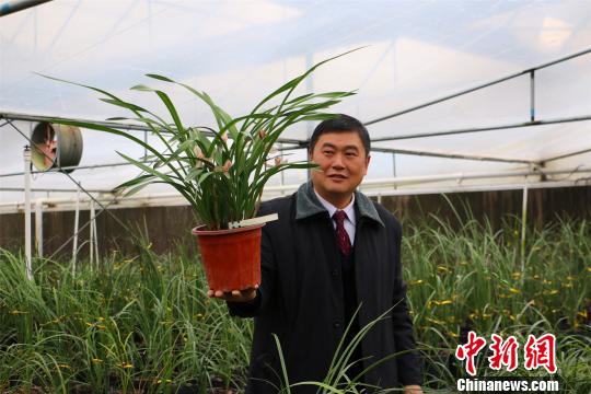 台商在广西打造兰花帝国。图为陈财宝展示卖价400万一盆的兰花。 林馨 摄