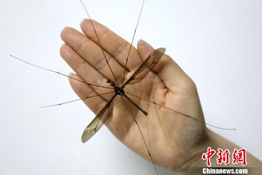 四川发现巨型蚊子个体 翅展长度达11.15厘米(图)