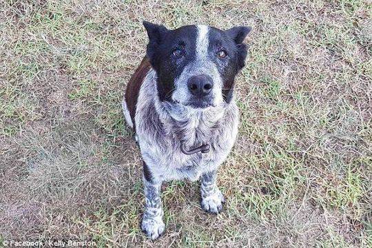 牧羊犬马克斯