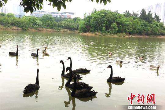 4月26日,候鸟在湖中畅游。 吴鹏泉 摄