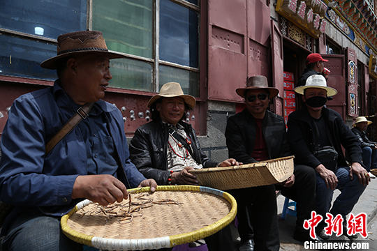 中国 冬虫夏草第一县 迎来2018年首个交易日|冬