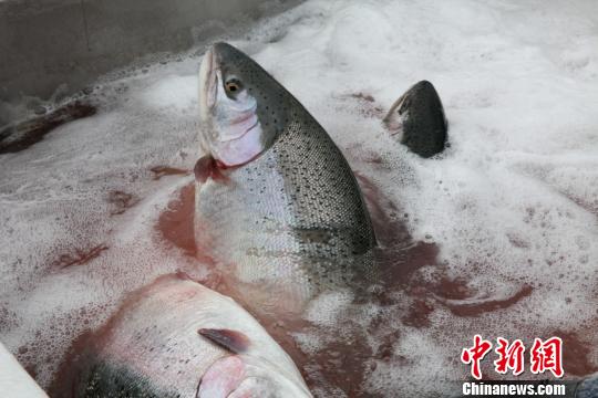 青海三文鱼食用存安全风险?实地探访青海最大