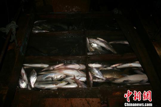 执法人员查获的渔获物 徐波 摄