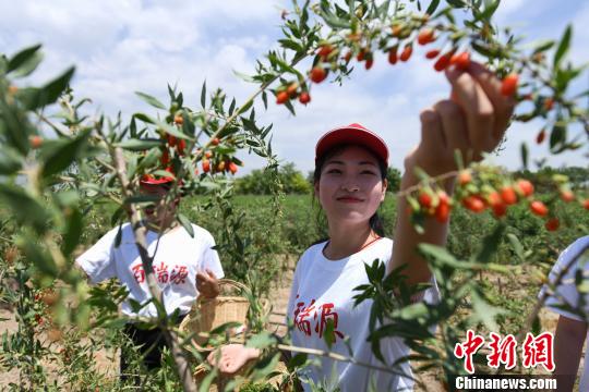 宁夏枸杞进入全面采摘期 鲜果每斤达到140元