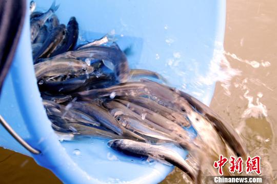 图为人工培育的湟鱼种苗。 张添福 摄